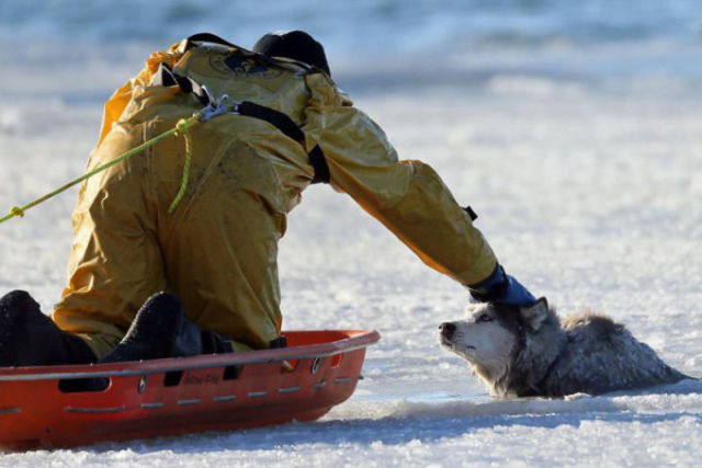 Husky Rescued from Icy Death