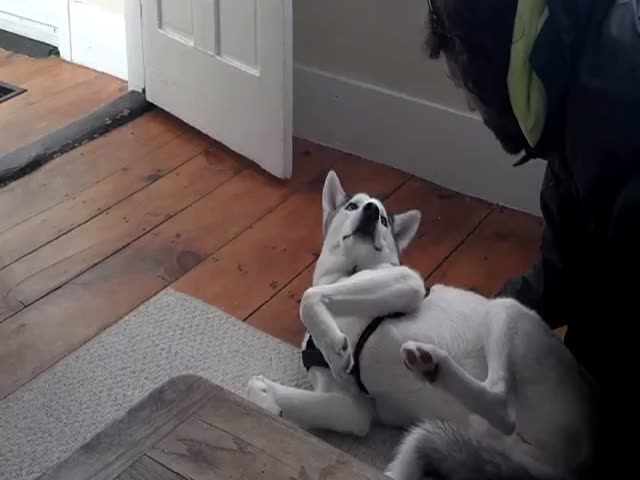Husky Says 'NO' to Kennel Time 