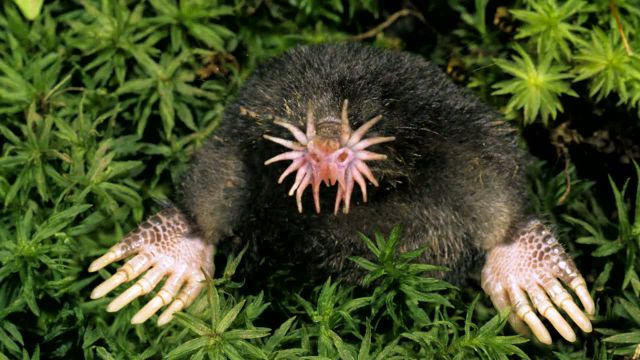 Strange Animals You Probably Don’t Know About