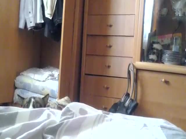 Adorable Curious Cat Peeks Over Bed 