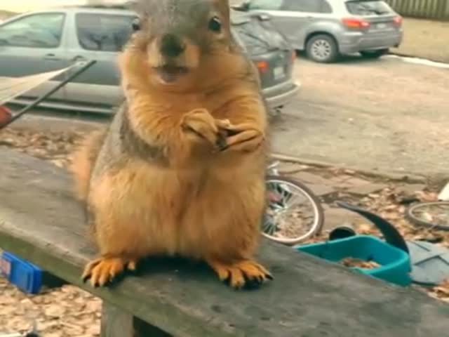 Ramon the Talking Squirrel Talks about His Walnuts 