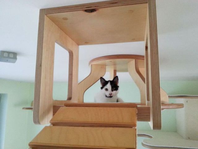 A Totally Cool and Creative Playground for Cats