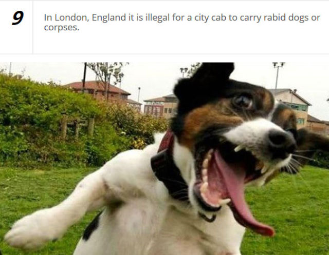 Bizarre Real-Life Laws from around the World