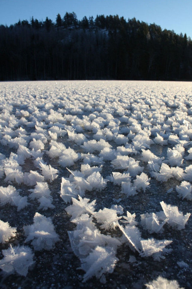 Frost Flowers are a Pretty Natural Phenomenon