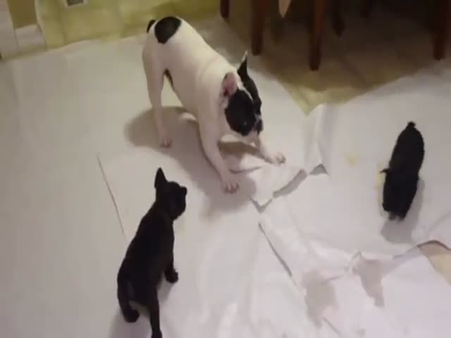 French Bulldog Plays with His Pups 
