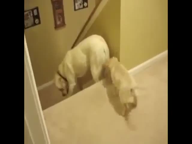 How Dogs Teach Their Pups to go Down the Stairs vs Cats 