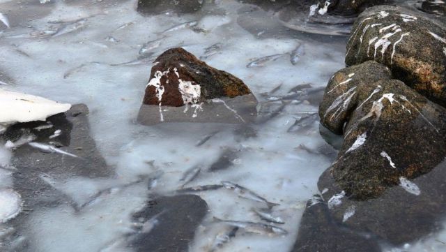 A Herring Shoal Is Instantly Frozen in Norway