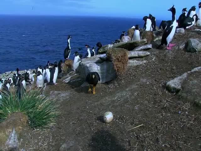 Bird of Prey Steals Spy Egg-Cam and Films Penguin Colony from the Sky 