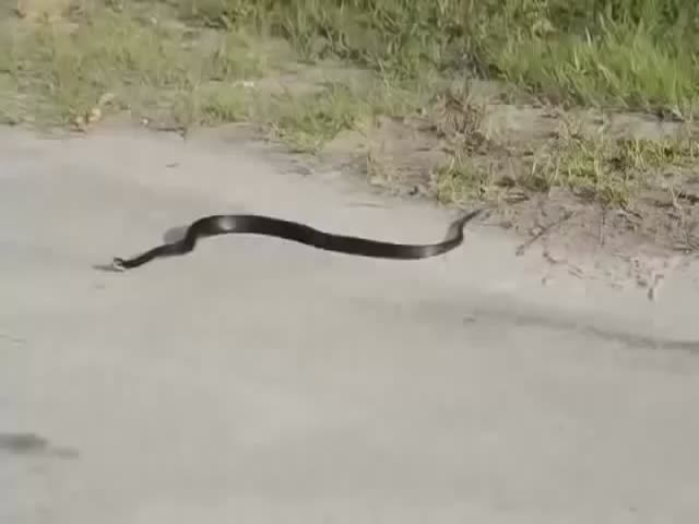 Did This Snake Just Commit Suicide? 