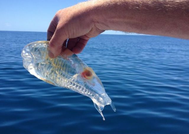 An Unusual See-through Fish  Caught in New Zealand