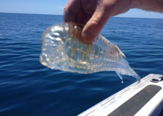 An Unusual See-through Fish  Caught in New Zealand