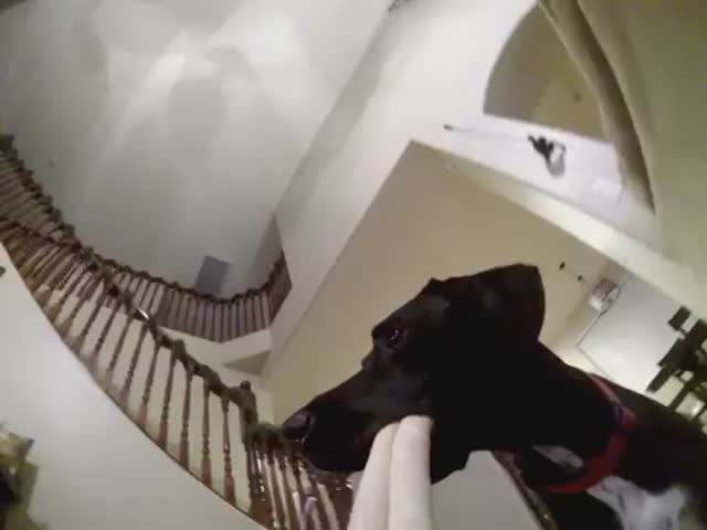 Chasing a Dog with a GoPro Set on a Dog's Chew Bone 