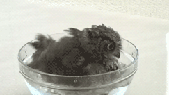 Adorable Baby Owl Takes a Bath