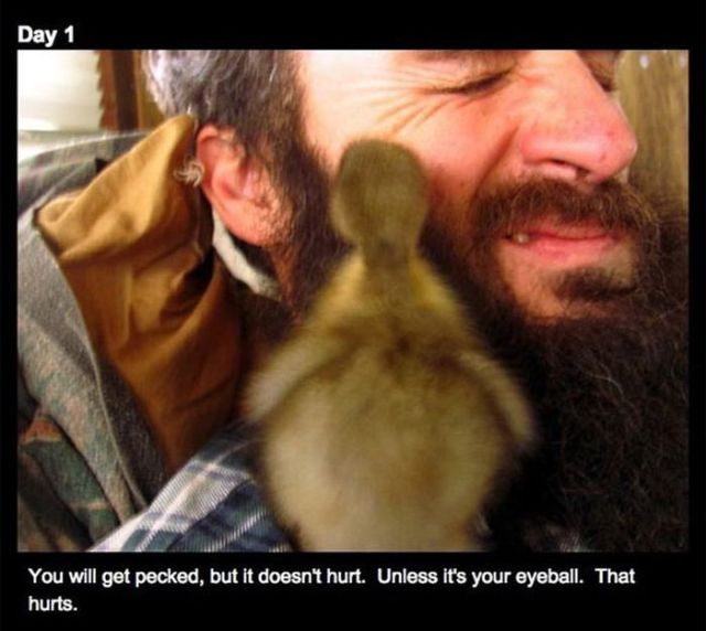 How a Man’s Beard Saved a Baby Duck