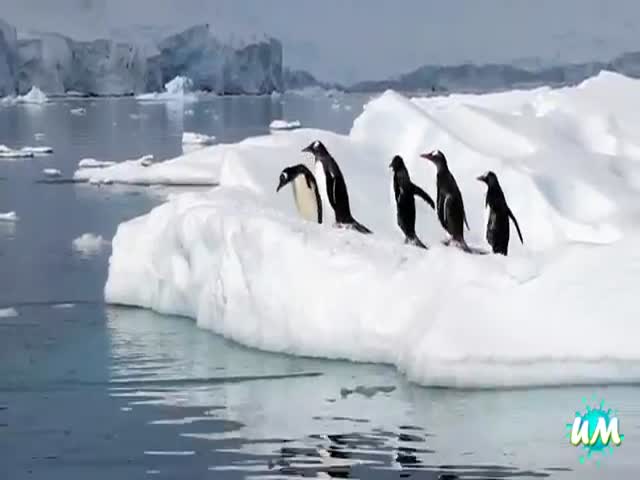 The Ultimate Funny Penguin Compilation 