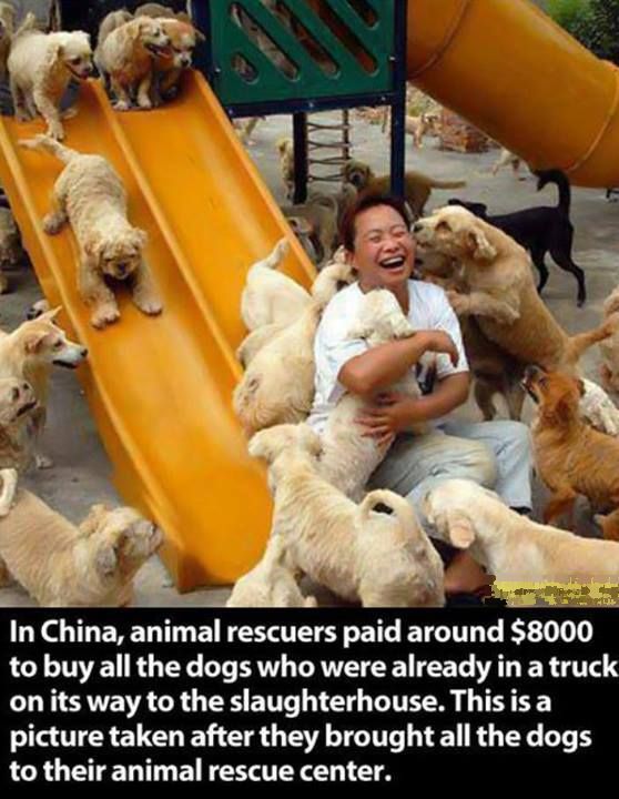 The Greatest Thing about the Love of Dogs