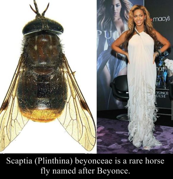 Animals, Insects and Plants Named after Celebs