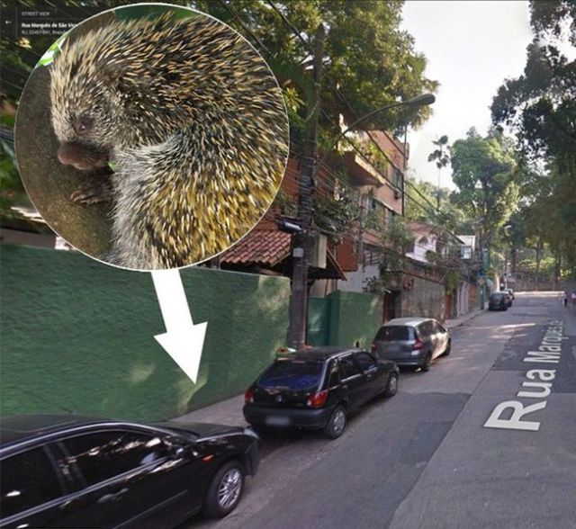 Woman Has a Nasty Run-in with a Porcupine