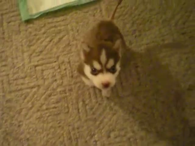 Cute 8-Week-Old Husky Pup Sits and Speak on Command 