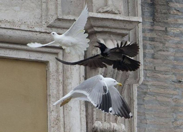 Ironic Moment as Peace Doves Are Attacked in Mid-flight