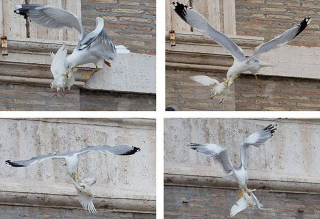 Ironic Moment as Peace Doves Are Attacked in Mid-flight