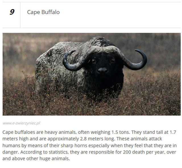 Animals Who Are Known for Causing Human Deaths