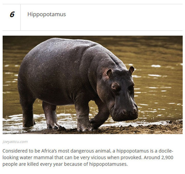 Animals Who Are Known for Causing Human Deaths
