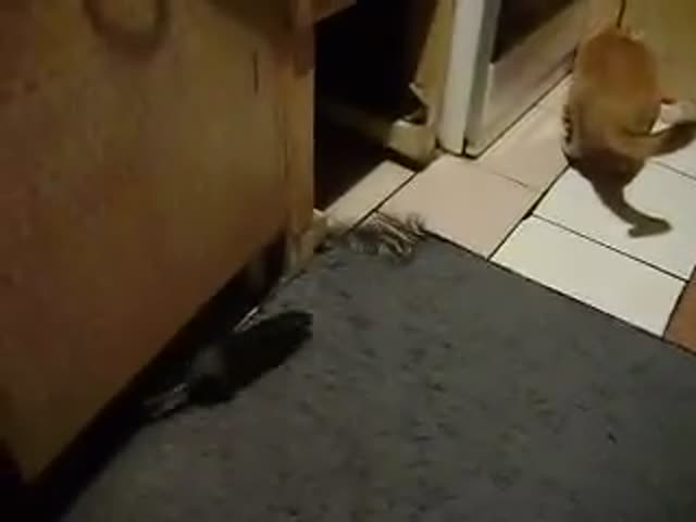 Rat vs Cat  (VIDEO)