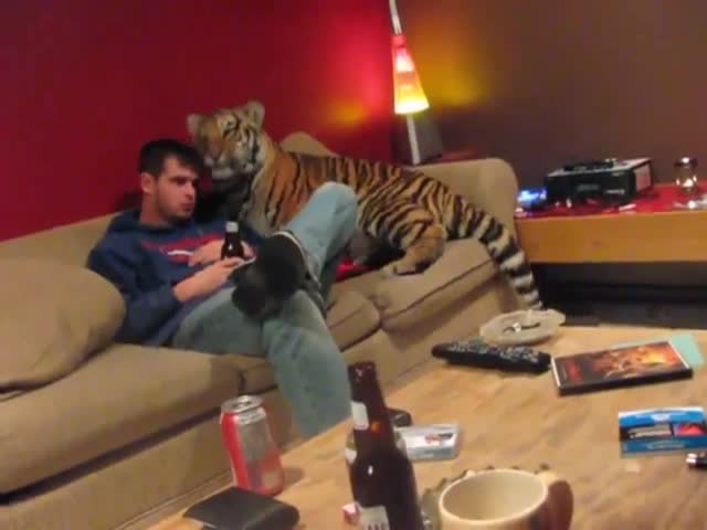 Some People Have Cats and Dogs, Some Have Pet Tigers  (VIDEO)
