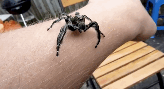 If You’re Scared of Spiders Then Give Australia a Miss