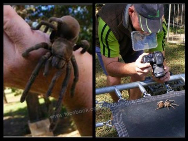 If You’re Scared of Spiders Then Give Australia a Miss