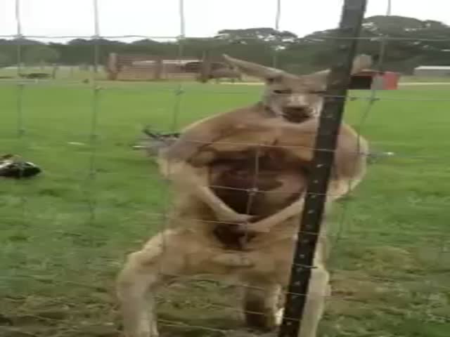 Look at This Kangaroo Posing and Showing Off His Muscles for the Camera  (VIDEO)
