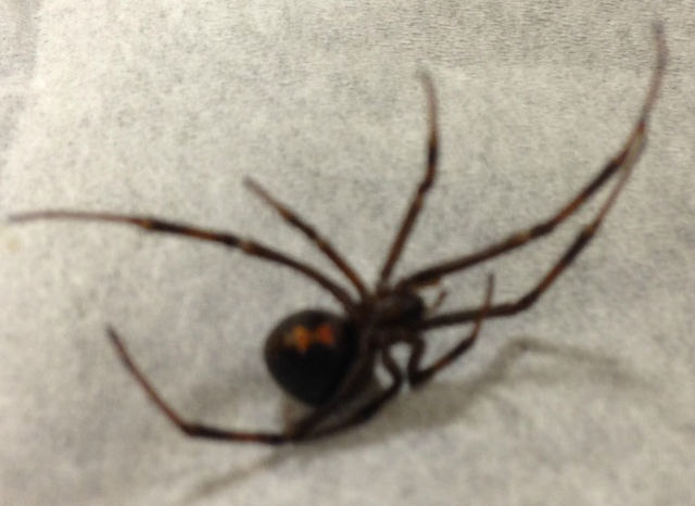 Black Widow Spiders Are Even Creepier Under a Microscope