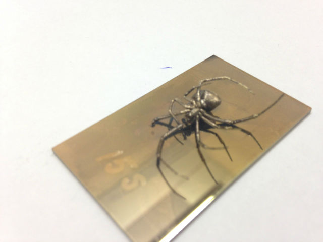Black Widow Spiders Are Even Creepier Under a Microscope