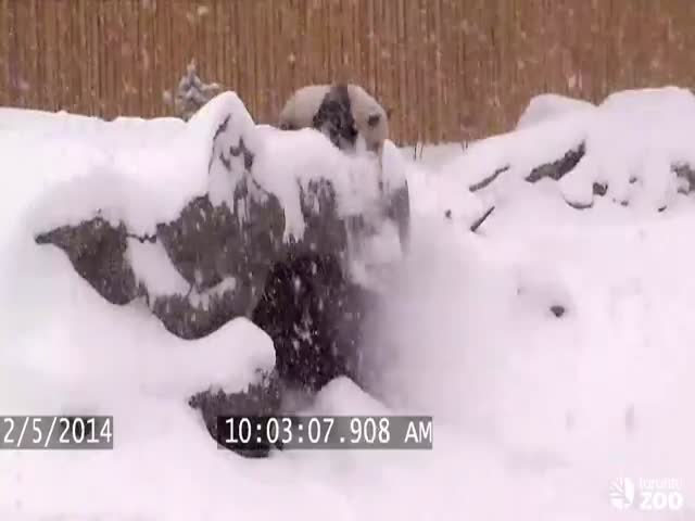 Giant Panda Has Fun in the Snow  (VIDEO)