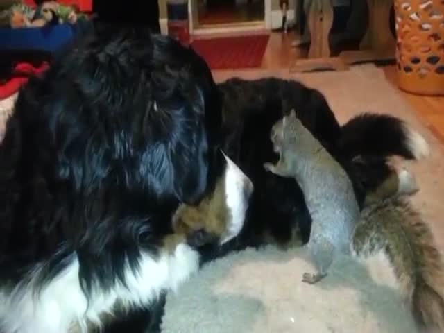 Pet Squirrel Hides His Nut in Bernese Mountain Dog's Fur  (VIDEO)