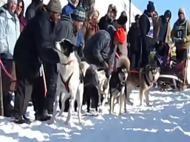 Overexcited Dog at Sled Race Start  (VIDEO)