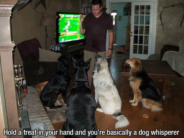 If You’ve Ever Owned a Dog, You Will Totally Get This