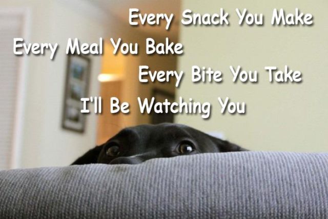 If You’ve Ever Owned a Dog, You Will Totally Get This