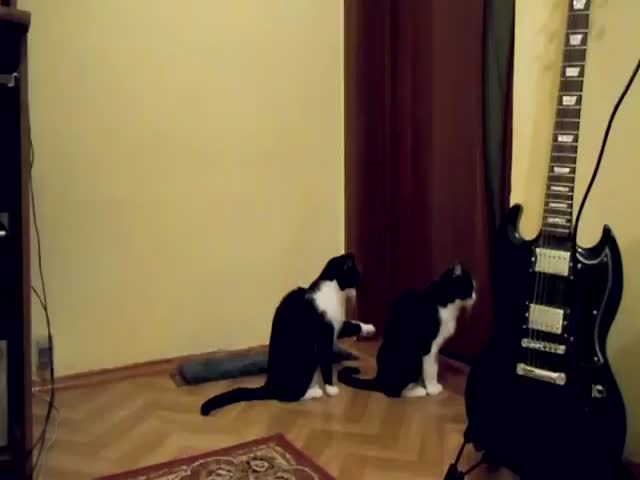 Cat Tries to Apologize  (VIDEO)