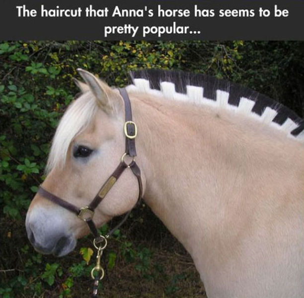 Real-Life Versions of the “Frozen” Horses