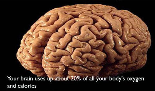 Silly Facts That Will Make You Sound Smarter