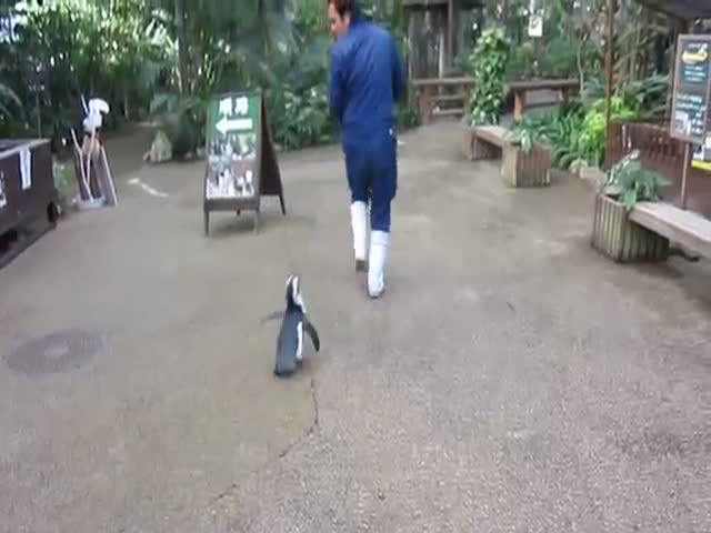 Adorable Penguin Chases Japanese Zookeeper  (VIDEO)