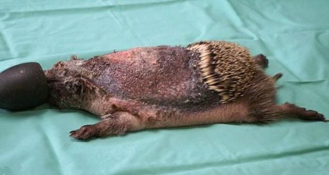 An Injured Hedgehog’s Road to Recovery