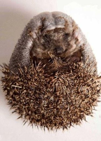An Injured Hedgehog’s Road to Recovery