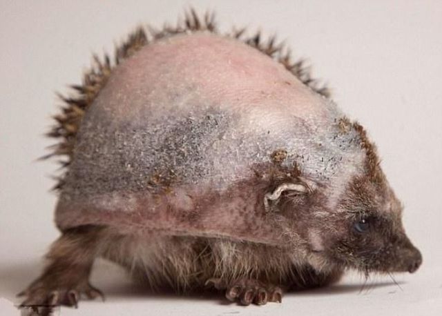 An Injured Hedgehog’s Road to Recovery