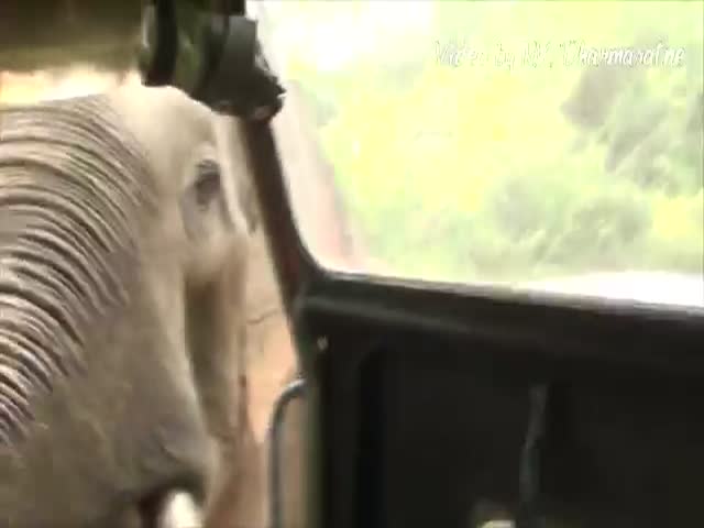 Close and Scary Encounter with an Attacking Elephant  (VIDEO)