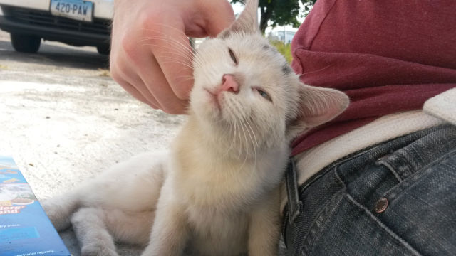 The Sweet Story of the Guy Who Rescued a Kitten