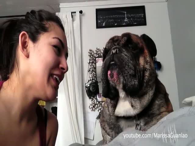 Cats and Dogs That Hate to Be Kissed  (VIDEO)