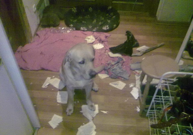 The Total Destruction Caused by One Naughty Labrador